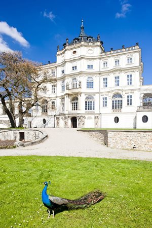 Ploskovice kasteel pauw