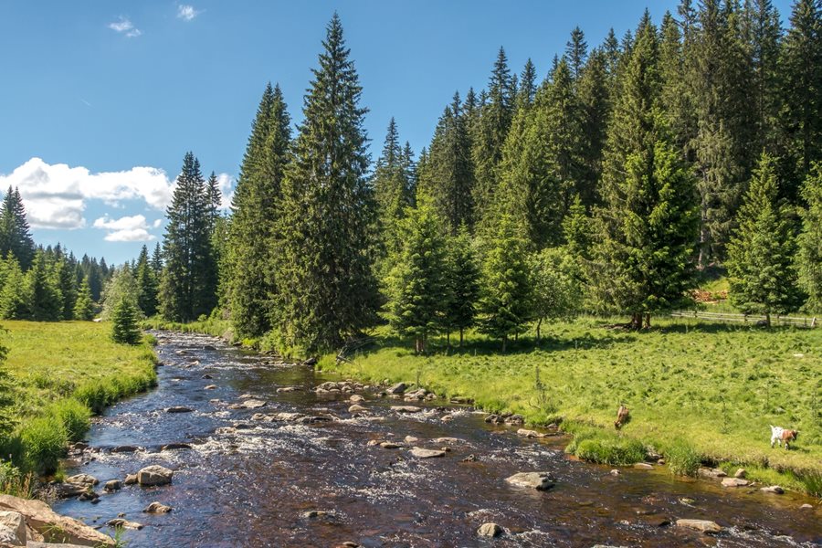 Boheemse woud natuur Kvilda