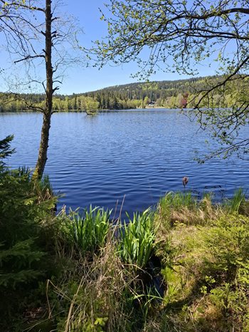 Natuurgebied Kladska bij Marianske Lazne