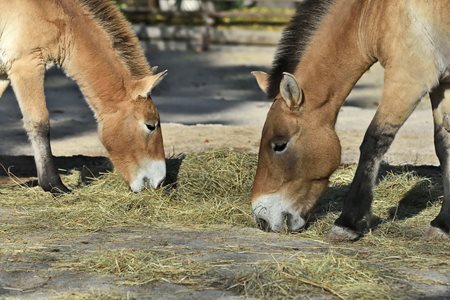 Praag dierentuin Przewalski paarden