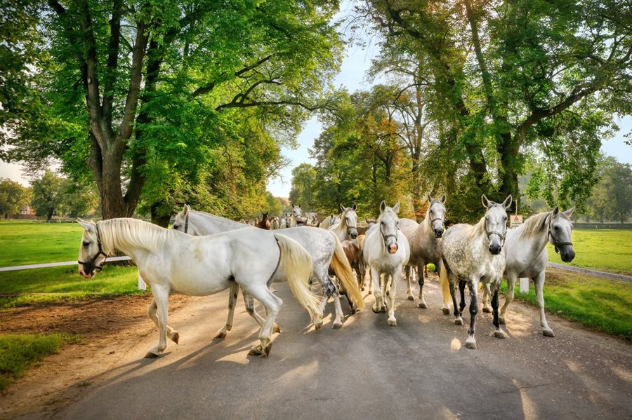 De grijze Kladruber paarden in Oost-Bohemen