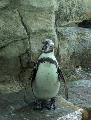 Pinguin dierentuin Praag