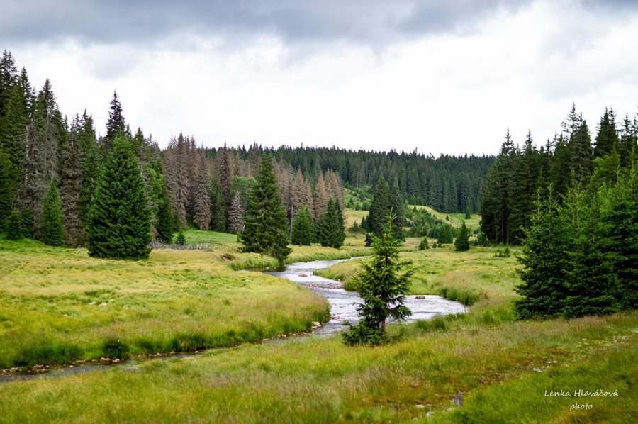 Natuurpark Boheemse Woud in Tsjechië