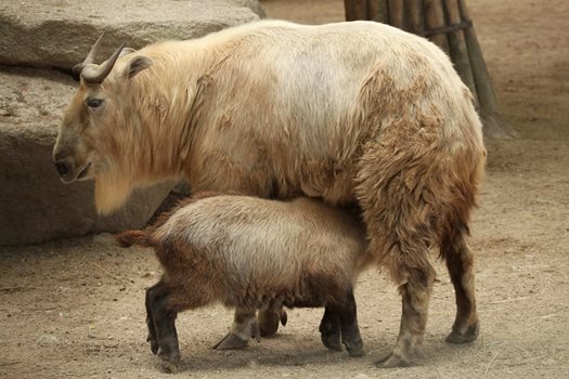 Chinese Takin