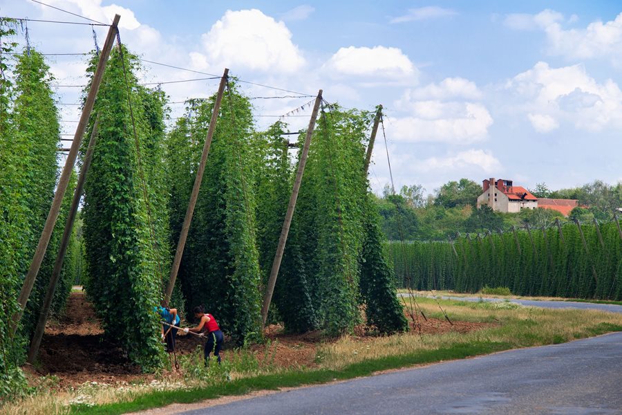 De hop uit Zatec is erg belangrijk voor de bierindustrie in Tsjechië ©Václav Mach De hopvelden van Noord-Bohemen