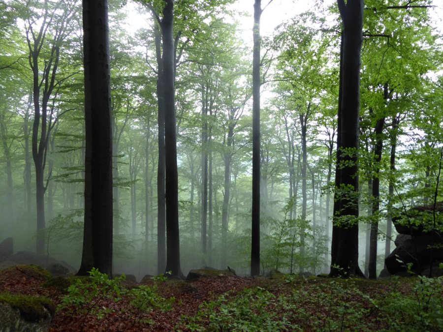 Oerbos in Noord-Bohemen in het IJzergebergte