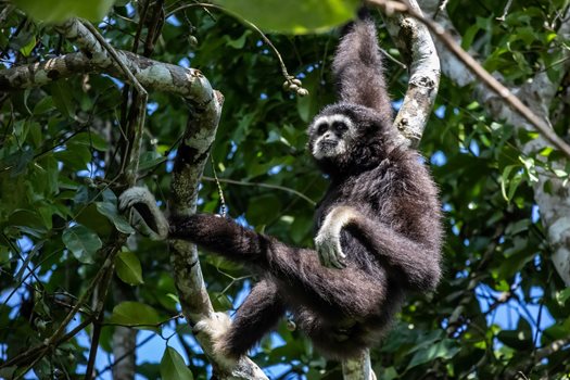 Gibbon in de dierentuin