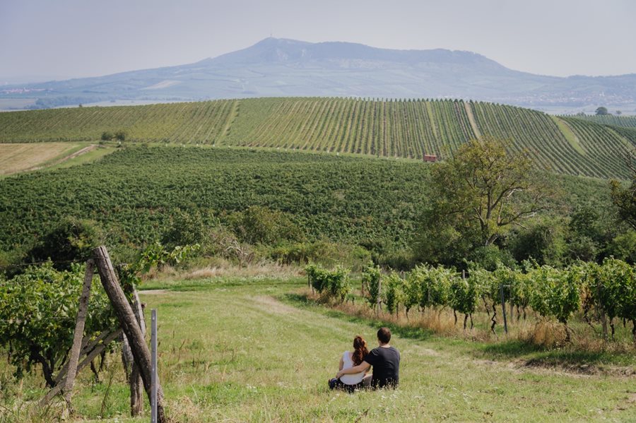 De wijngaarden van Moravië met uitzicht op Palava heuvels