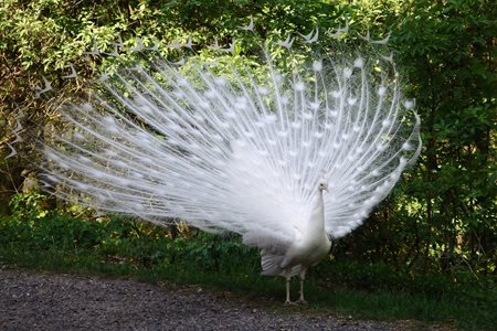 De vaste bewoner van de kinderboerderij Diana ©Ryszard Walica De pauw bij Diana