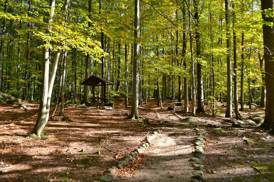 Wandelen langs oude beuken in de bossen van het IJzergebergte in Noord-Bohemen