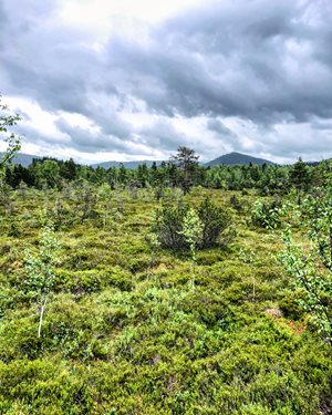 Nationaal park Boheemse Woud