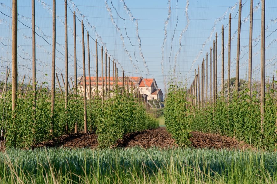 Zatec hop UNESCO in Noord-Bohemen