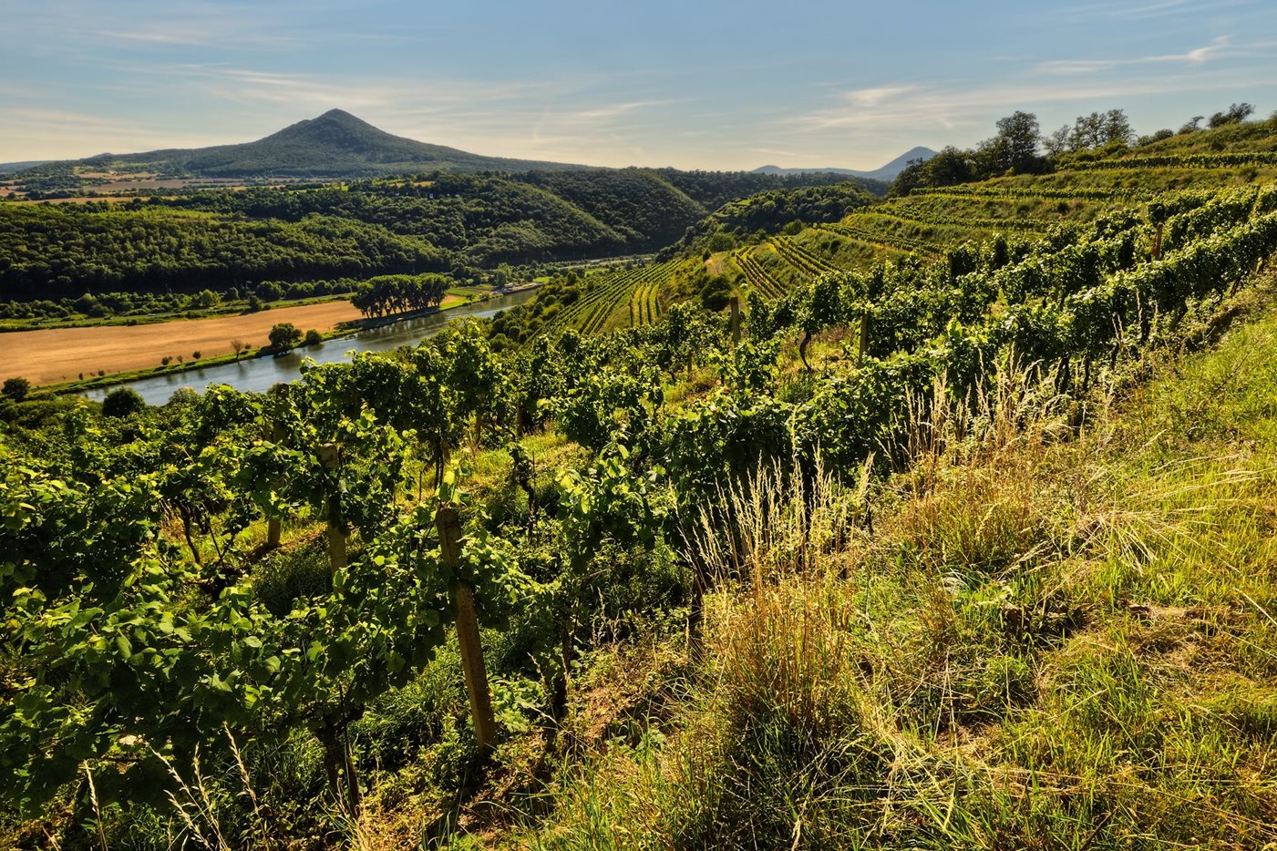Wijngebied Noord-Bohemen Litomerice