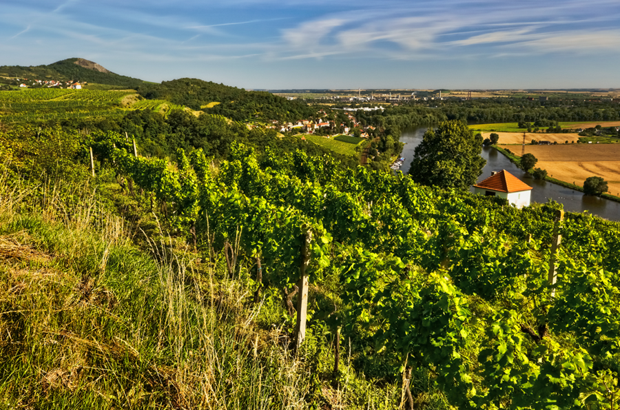 Wijngaarden in Bohemen aan de Elbe rivier