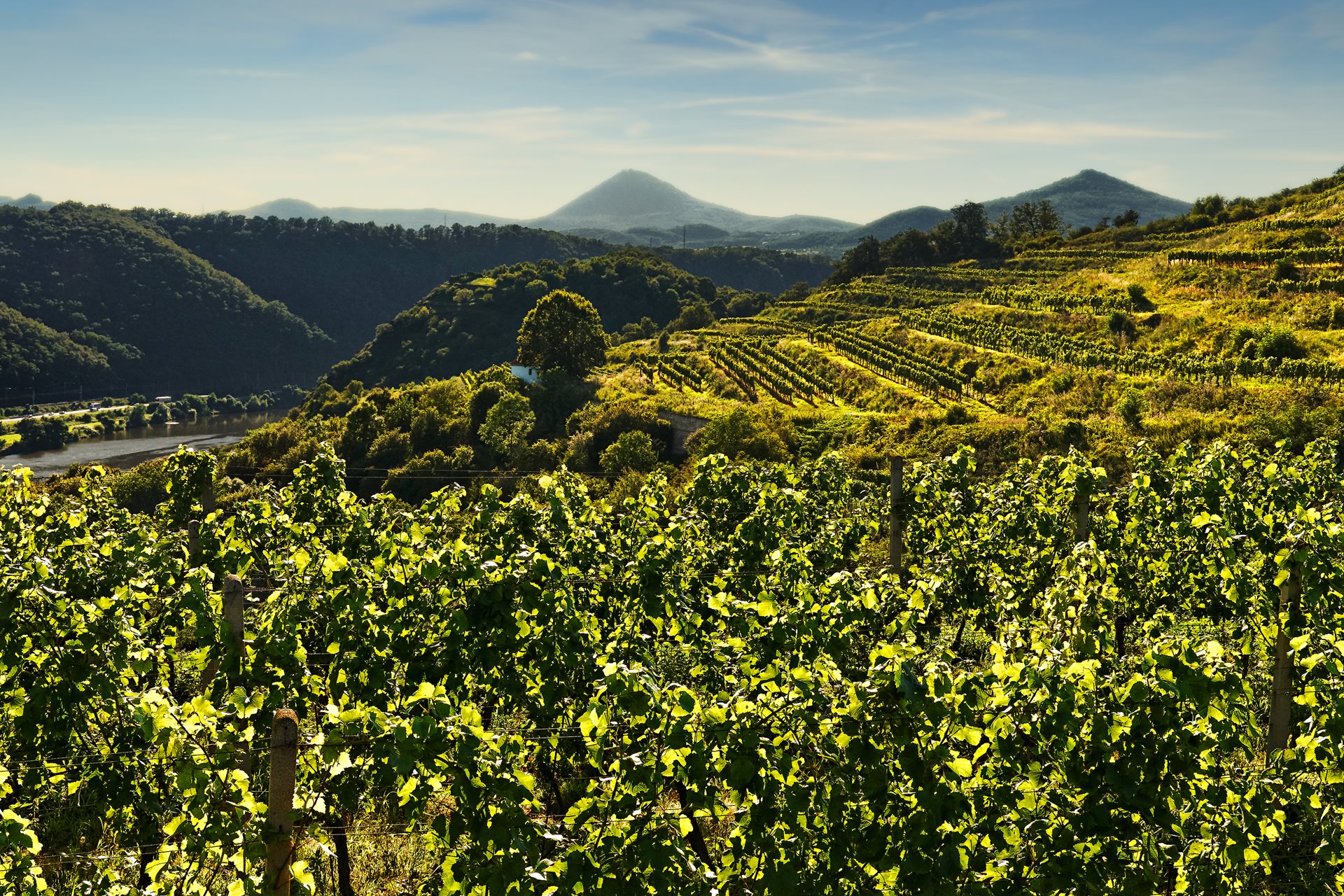 Velké Žernoseky Porta Bohemica Wijngebied Velke Zernoseky
